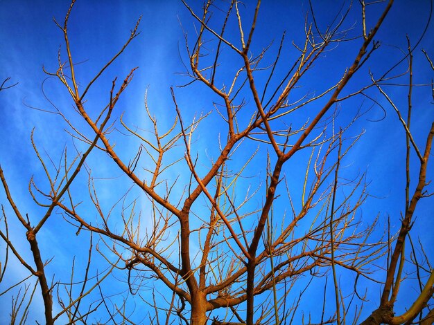 Low angle view of bare tree against blue sky