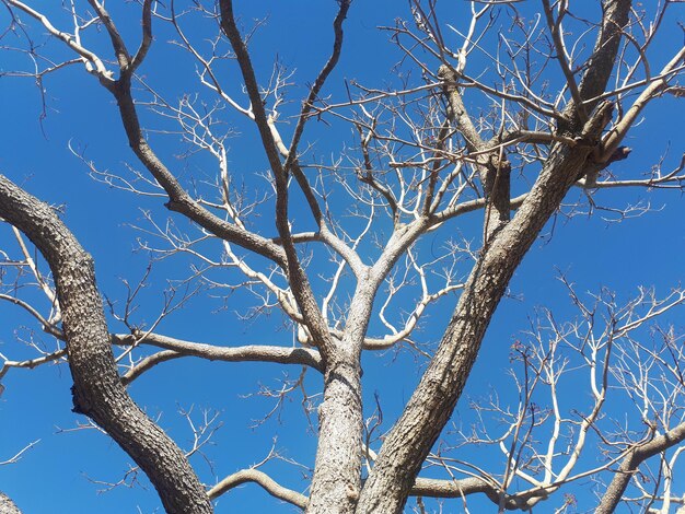 Low angle view of bare tree against blue sky