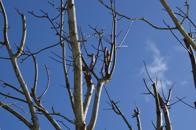 Photo low angle view of bare tree against blue sky