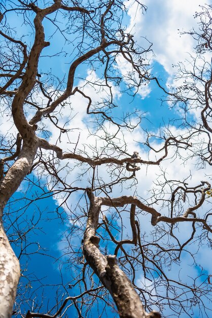 Low angle view of bare tree against blue sky