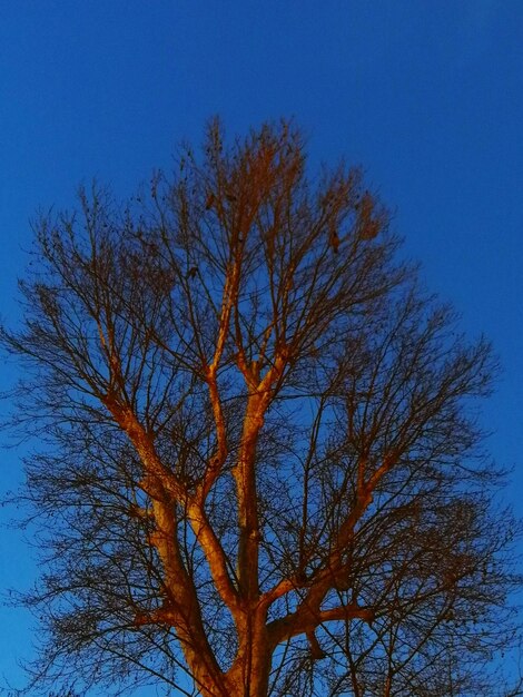 Low angle view of bare tree against blue sky