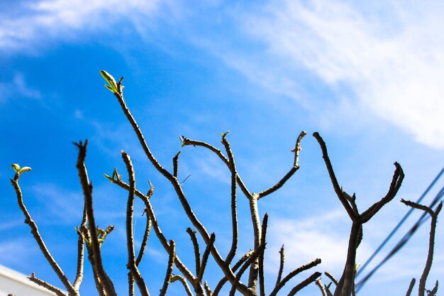 Low angle view of bare tree against blue sky