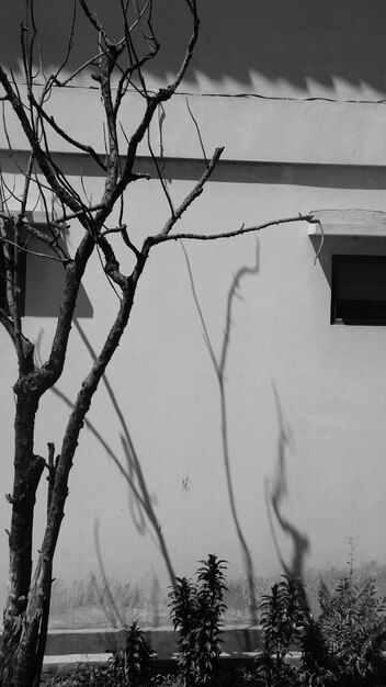 Photo low angle view of bare tree against building