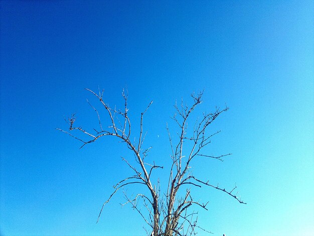 Low angle view of bare tree against clear blue sky