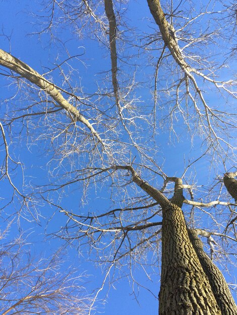 Low angle view of bare tree against clear blue sky