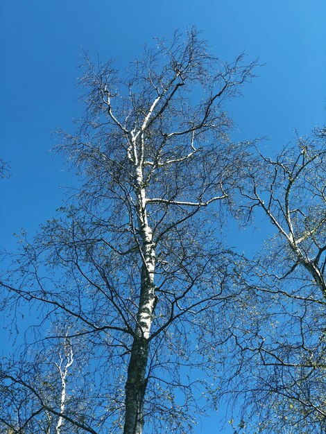 Low angle view of bare tree against clear blue sky