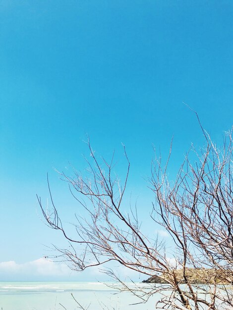 Low angle view of bare tree against clear blue sky