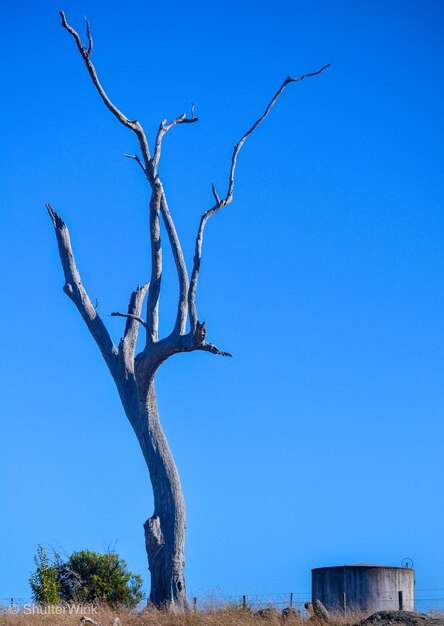 Low angle view of bare tree against clear blue sky