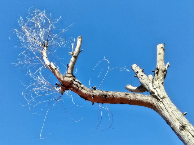 Low angle view of bare tree against clear blue sky