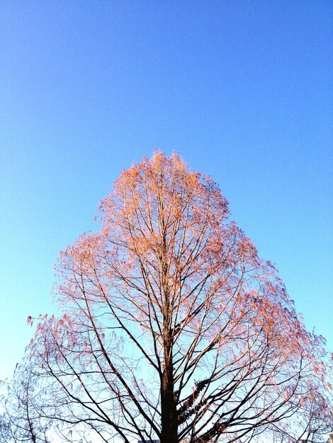 Low angle view of bare tree against clear blue sky