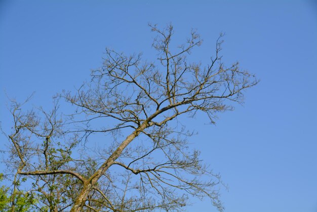 Low angle view of bare tree against clear blue sky