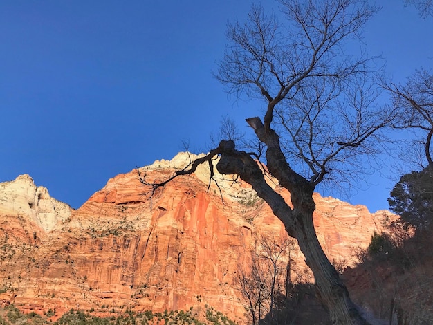 Low angle view of bare tree against clear blue sky