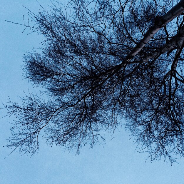 Photo low angle view of bare tree against clear blue sky