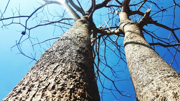 Low angle view of bare tree against clear blue sky