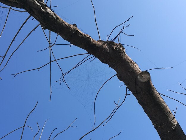 Low angle view of bare tree against clear blue sky