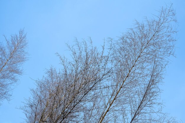 Low angle view of bare tree against clear blue sky