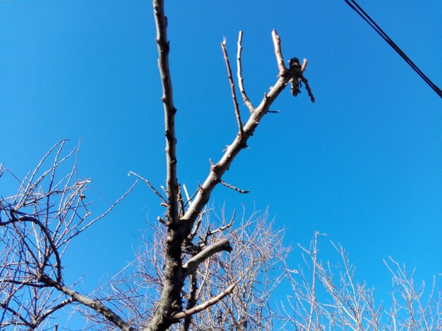 Low angle view of bare tree against clear blue sky