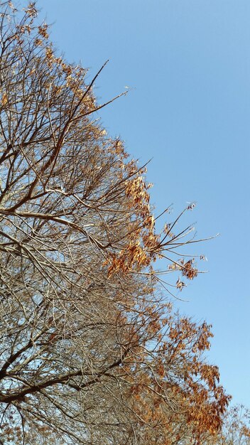 Foto vista a basso angolo di un albero nudo contro un cielo blu limpido