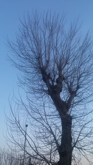 Low angle view of bare tree against clear sky