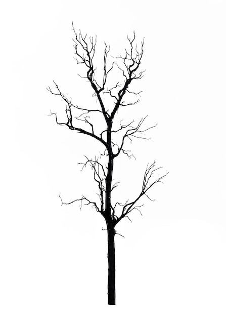 Low angle view of bare tree against clear sky