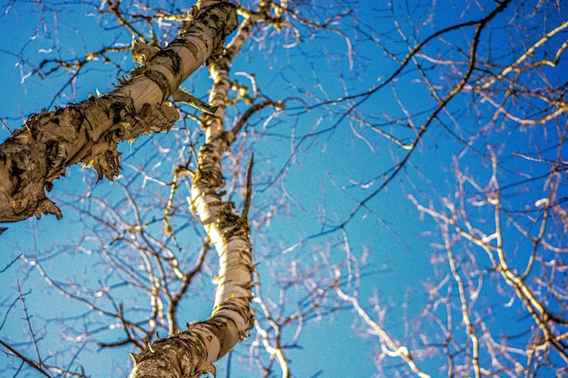 Low angle view of bare tree against clear sky