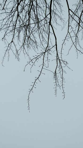 Low angle view of bare tree against clear sky