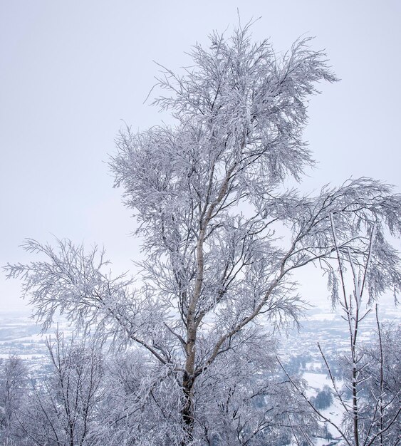 Photo low angle view of bare tree against clear sky