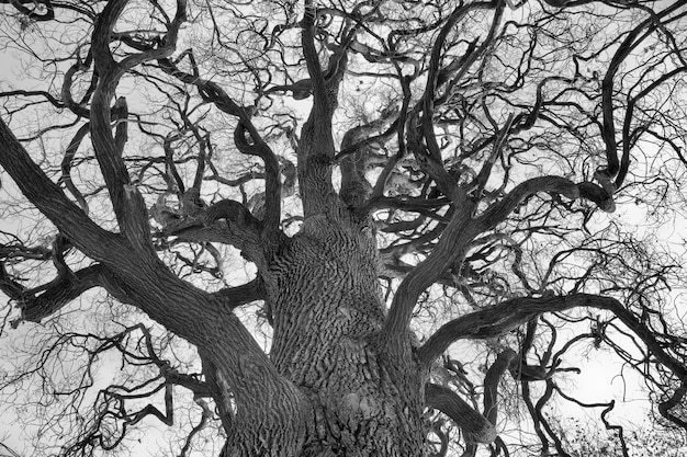 Foto vista a bassa angolazione di un albero nudo contro un cielo limpido