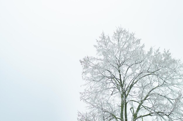 Photo low angle view of bare tree against clear sky