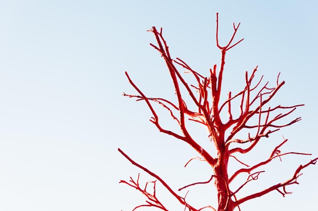 Low angle view of bare tree against clear sky