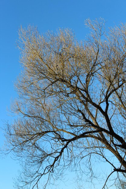 Low angle view of bare tree against clear sky