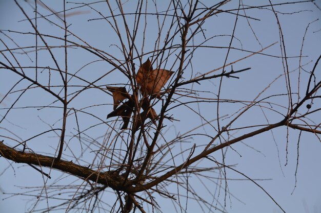 Photo low angle view of bare tree against clear sky