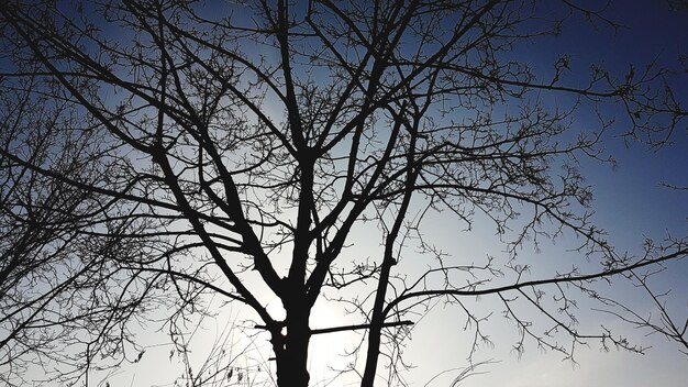 Foto vista a basso angolo di un albero nudo contro un cielo limpido