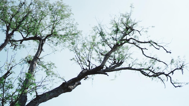 Foto vista a basso angolo di un albero nudo contro un cielo limpido