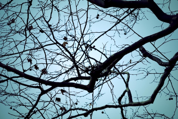 Foto vista a basso angolo di un albero nudo contro un cielo limpido