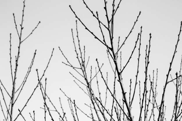 Foto vista a basso angolo di un albero nudo contro un cielo limpido