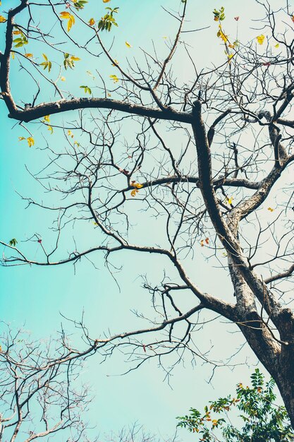 Photo low angle view of bare tree against clear sky