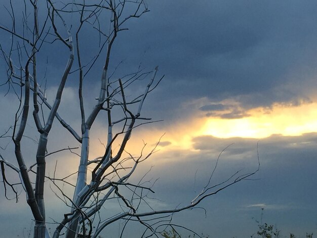 Photo low angle view of bare tree against cloudy sky during sunset