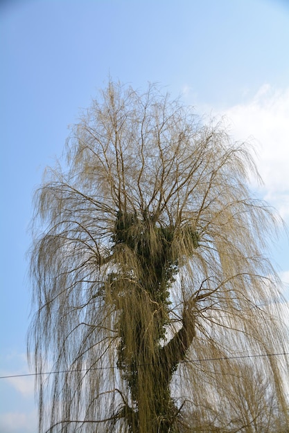 Foto vista ad angolo basso di un albero nudo contro un cielo nuvoloso