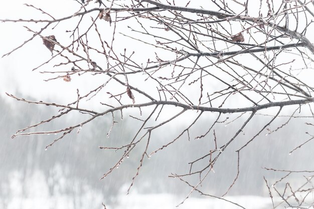 Photo low angle view of bare tree against cloudy sky