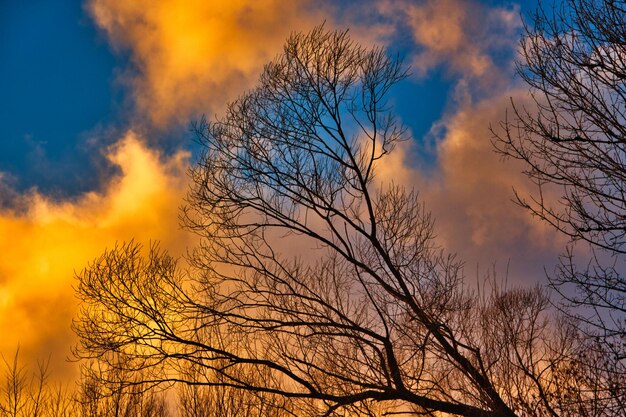 Low angle view of bare tree against dramatic sky