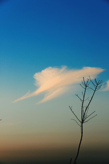 Low angle view of bare tree against sky during sunset