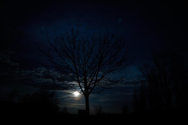 Low angle view of bare tree against sky at night