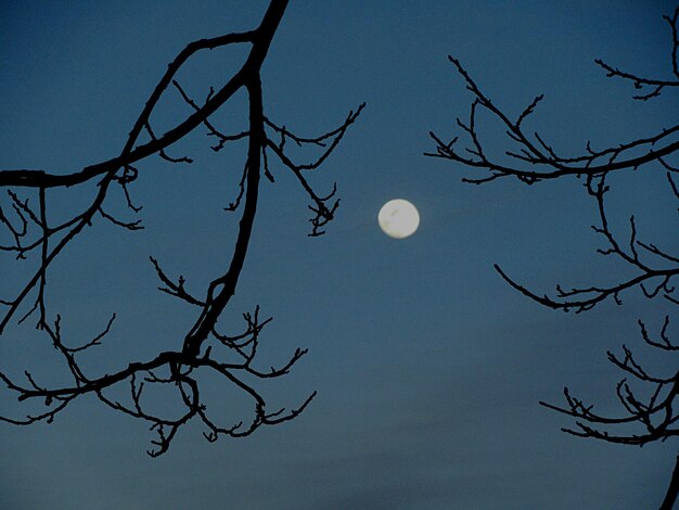 Low angle view of bare tree against sky at night