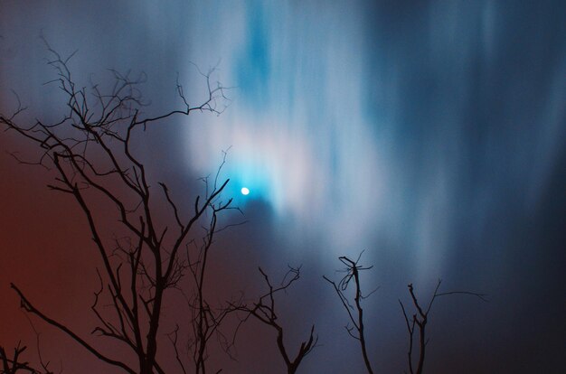 Foto vista ad angolo basso di un albero nudo contro il cielo di notte