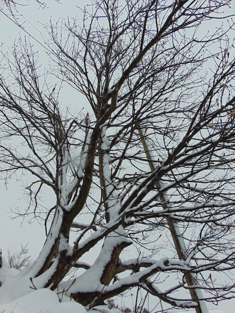 Foto vista ad angolo basso di un albero nudo contro il cielo