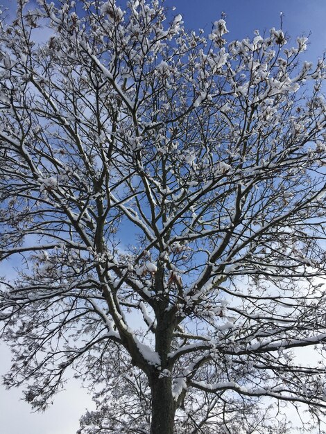 Low angle view of bare tree against sky