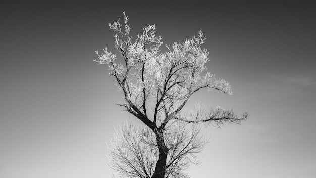 空に向かって裸の木の低角度の眺め