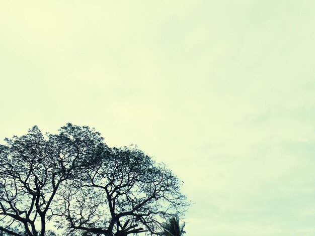 Low angle view of bare tree against sky