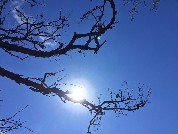 Low angle view of bare tree against sky